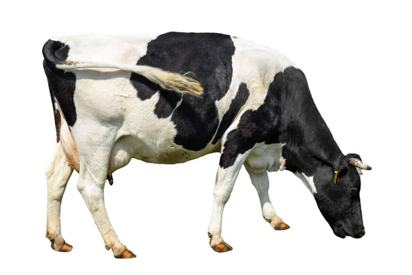 Divertida vaca linda aislada en blanco. Hablando de vaca blanca y negra. Curiosa vaca curiosa. Animales de granja. Vaca, de pie de cuerpo entero en frente de fondo blanco, Vaca de mascota en blanco . — Foto de Stock