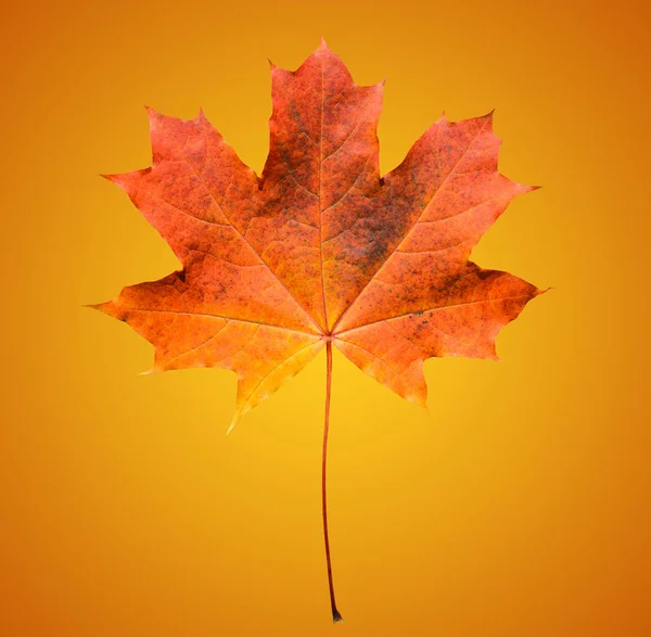 Foglia d'acero arancio dorato e rosso isolata su fondo arancio morbido. Bella foglia d'acero autunnale isolata su sfondo sfumato arancione e giallo. Foglia d'autunno — Foto Stock