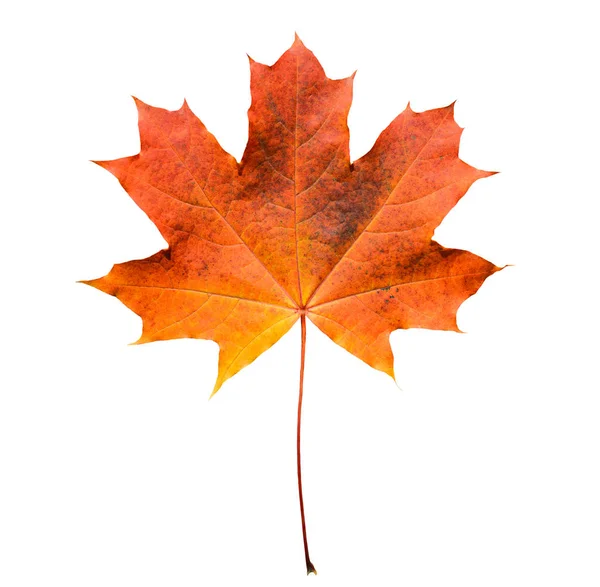 ゴールデン オレンジと赤のカエデの葉は、白い背景を分離しました。美しい秋のカエデの葉は、白で隔離。秋葉 — ストック写真
