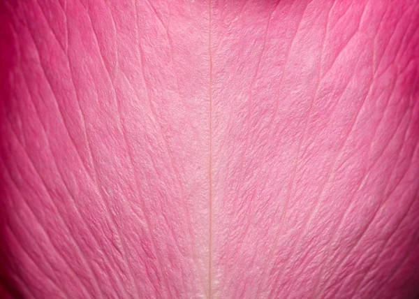 Tenera bella texture petalo di rosa. Petalo di rosa da vicino. Macro foto di texture naturale petalo di rosa. petalo di rosa sfondo — Foto Stock