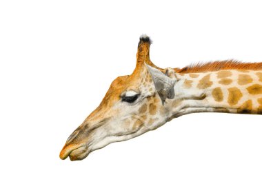 Beyaz arka plan üzerinde izole sevimli zürafa. Komik zürafa kafa izole. En yüksek ve en büyük oturma hayvan Hayvanat Bahçesi Zürafası. Güzel zürafa beyaz izole. Komik giraffe's yüz izole