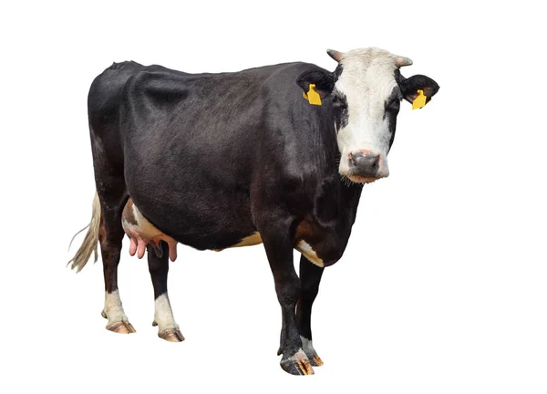 Забавная корова, изолированная на белом. Чёрно-белая корова смотрит в камеру. Забавная любопытная корова. Фермерские животные. Корова, стоящая в полный рост на белом фоне — стоковое фото