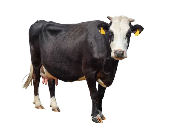 Vaca bonito engraçado isolado em branco. Vaca preta e branca a olhar para a câmara. Que vaca curiosa. Animais de quinta. Vaca, em pé de comprimento total na frente do fundo branco — Fotografia de Stock