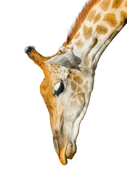 Carina la giraffa isolata su sfondo bianco. Buffo testa di giraffa isolata. La giraffa è l'animale vivente più alto e più grande dello zoo. Bella Giraffa isolata su bianco. Divertente faccia di giraffa isolata — Foto Stock