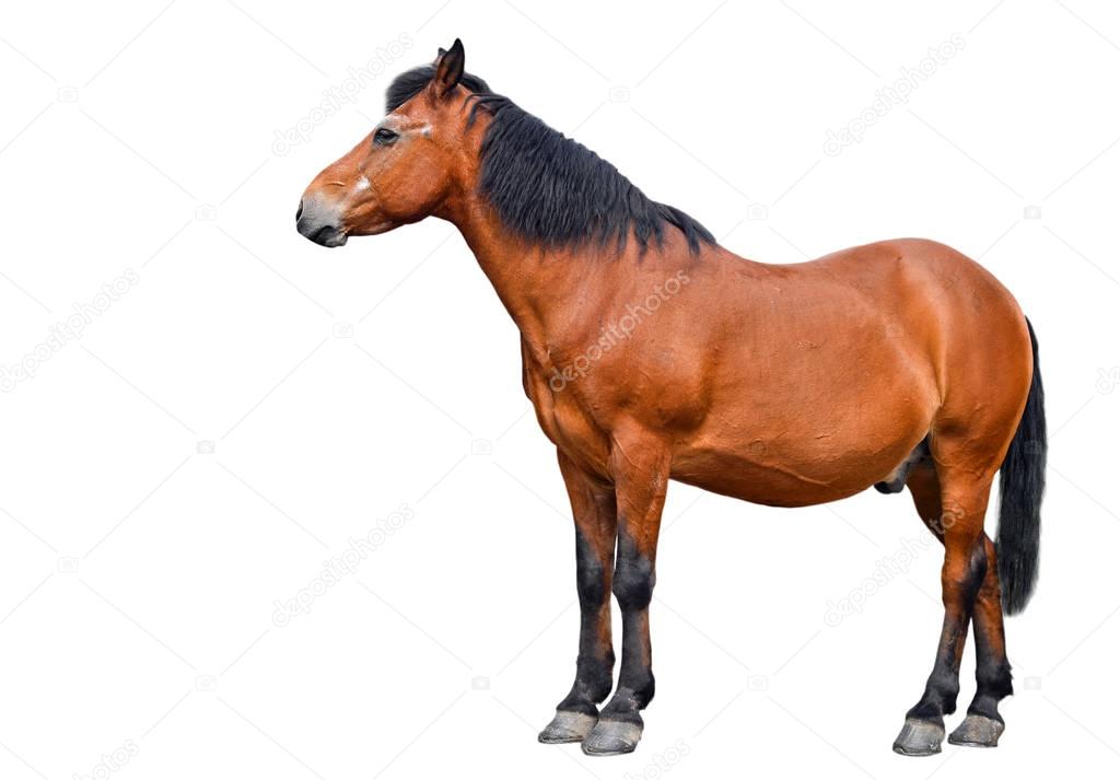 Horse isolated on white background. Farm animals. Brown bay horse