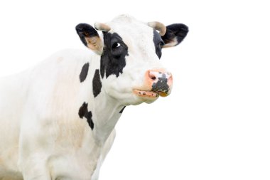 Beyaz izole komik sevimli siyah beyaz inek. İnek namlu kapatın. Çiftlik hayvanları. Genç yakın kameraya bakarak inek 