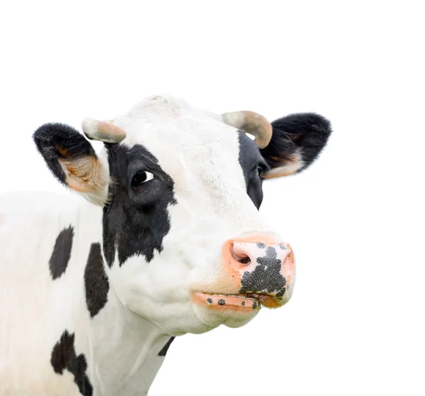 有趣可爱黑色和白色的奶牛上白色孤立。牛枪口关闭。农场动物。青年母牛密切看着相机 — 图库照片