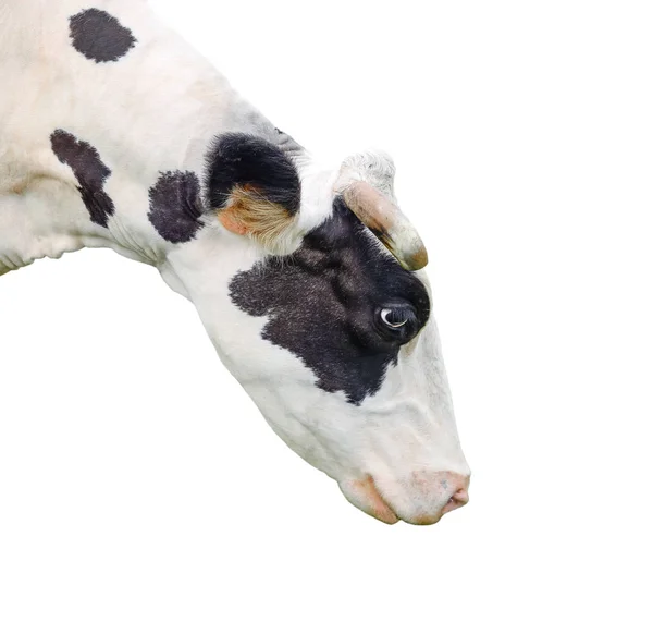 変なかわいい牛白で隔離。好奇心旺盛牛の黒と白をクローズ アップ。農場の動物。白のペットの牛。牛を見下ろして — ストック写真