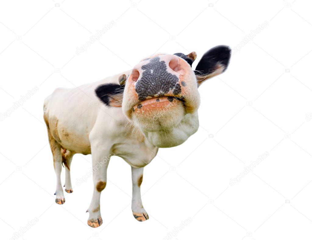 Funny cute  black and white cow isolated on white full length. Farm animals.Almost white cow with big snout, standing full-length in front of white background. Cow face close up. 