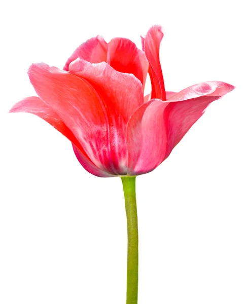 Una flor de tulipán rosa aislada sobre fondo blanco. Cabeza de flor de tulipán aislada en blanco. Flores de primavera —  Fotos de Stock