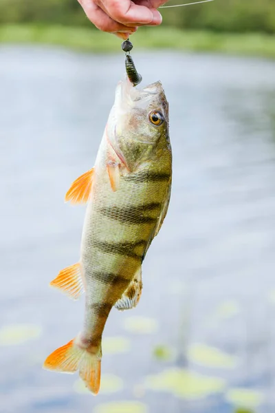 Sügér hal fogás a horgot. Basszus édesvízi hal, és a természetes háttér. Halászati tevékenység. Hal fogás — Stock Fotó