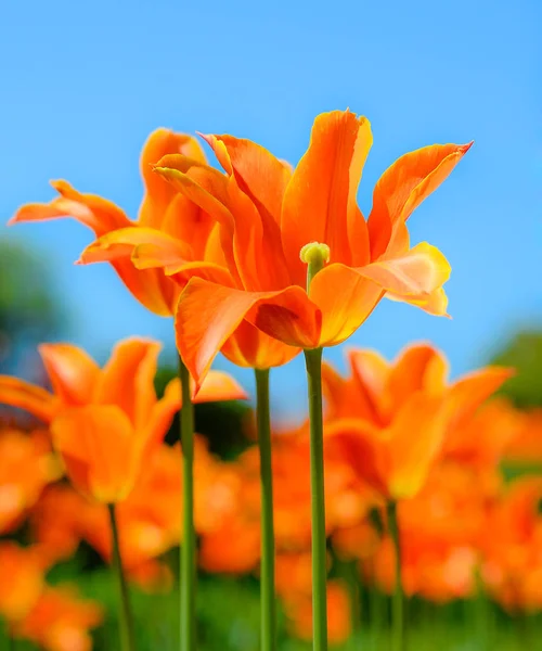 Bellissimi tulipani arancioni luminosi e cielo azzurro sfocato. Primavera sfondo floreale. Tulipani da vicino sullo sfondo naturale — Foto Stock