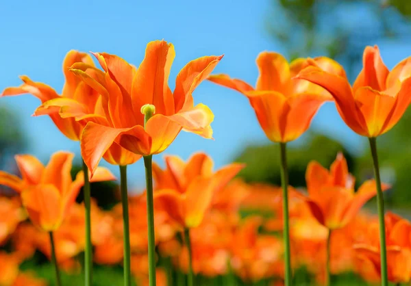 Bellissimi tulipani arancioni luminosi e cielo azzurro sfocato. Primavera sfondo floreale. Tulipani da vicino sullo sfondo naturale — Foto Stock