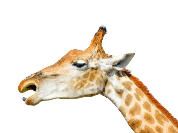 Ładny żyrafa głowy na białym tle. Funny żyrafa głowy na białym tle. Żyrafa jest najwyższy i największy żywych zwierząt w zoo. Na białym tle piękny Giraffa. Funny żyrafa twarz — Zdjęcie stockowe