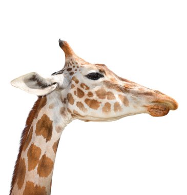 Beyaz arka plan üzerinde izole sevimli zürafa. Komik zürafa kafa izole. En yüksek ve en büyük oturma hayvan Hayvanat Bahçesi Zürafası. Güzel zürafa beyaz izole. Komik giraffe's yüz izole