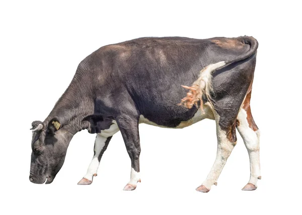 Divertido lindo negro y blanco vaca aislado en blanco. Curiosa vaca curiosa comiendo la hierba. Animales de granja. Vaca, de pie de cuerpo entero en frente de fondo blanco, Vaca de mascota en blanco . — Foto de Stock
