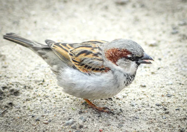 Beau petit oiseau moineau en fond naturel aux bords noircis . — Photo