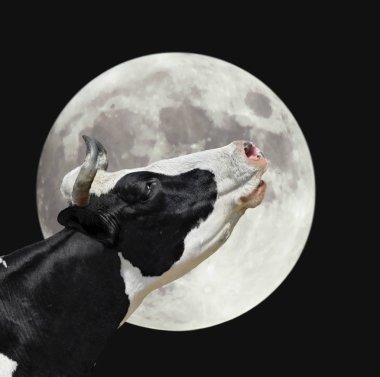Funny cow on the background of large bright moon. A black and white cow moans at the moon. Farm animals. clipart