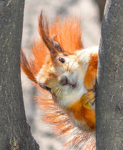 Curieux écureuil roux pelucheux regardant derrière le tronc de l'arbre. L'écureuil roux (Sciurus vulgaris) est une espèce d'écureuil arboricole du genre Sciurus commune en Eurasie. . — Photo