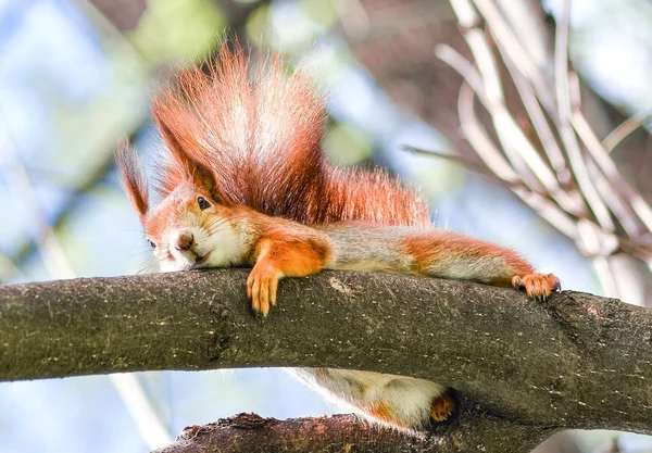 Curieux écureuil roux pelucheux regardant derrière le tronc de l'arbre. L'écureuil roux (Sciurus vulgaris) est une espèce d'écureuil arboricole du genre Sciurus commune en Eurasie. . — Photo