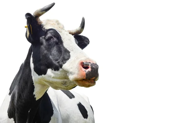 Vache noire et blanche tachetée isolée sur blanc avec espace vide.Drôle de vache noire et blanche mignonne isolée sur blanc. Muselière de vache à proximité. Animaux de ferme. Jeune vache de près regardant la caméra — Photo