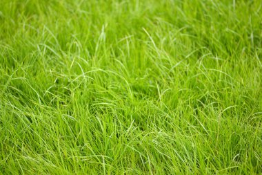 Taze bahar yeşil çim yakın çekim görüntüsü. Yeşil çim fotoğraf arka plan veya doku. Güzel parlak yeşil çim alan. Tasarım unsuru. Doğal arka plan.