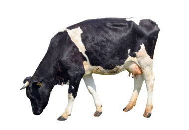 Siyah ve beyaz inek tam uzunlukta beyaz izole benekli. Beyaz izole komik şirin inek. İnek, tam uzunlukta önünde beyaz arka plan ayakta ve kameraya bakıyor. Çiftlik hayvanları.