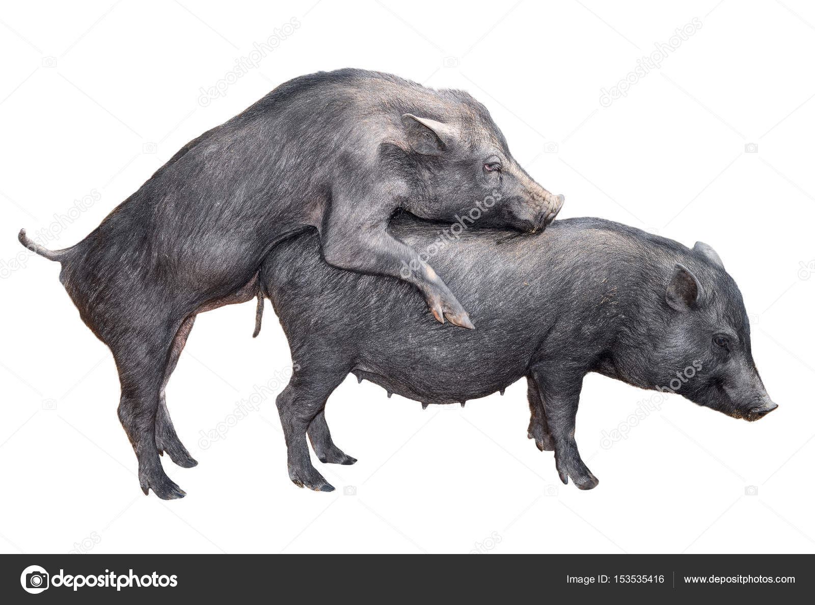 Animal mating Stock Photos, Royalty Free Animal mating Images | Depositphotos Animal mating Stock Photos, Royalty Free Animal mating Images | Depositphotos