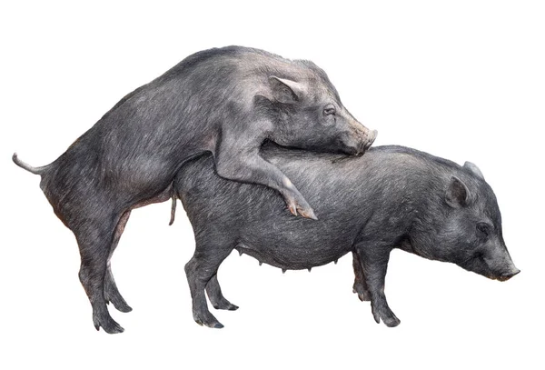 Two young vietnamese potbelly pigs mating. Mating vietnamese pigs isolated on white background. Farm animals. Domesticated pigs. — Stock Photo, Image