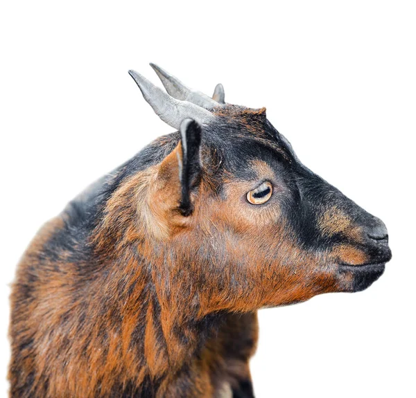 Beautiful, cute, young brown goat isolated on white background. Farm animals. Funny goat try to kiss someone. Goat on farm isolated on white — Stock Photo, Image