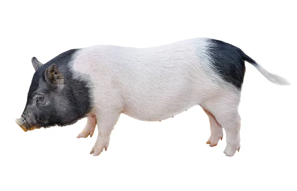 Engraçado leitão vietnamita manchado isolado em branco. Pote-barriga jovem porco comprimento total isolado no fundo branco. Animais de exploração . — Fotografia de Stock
