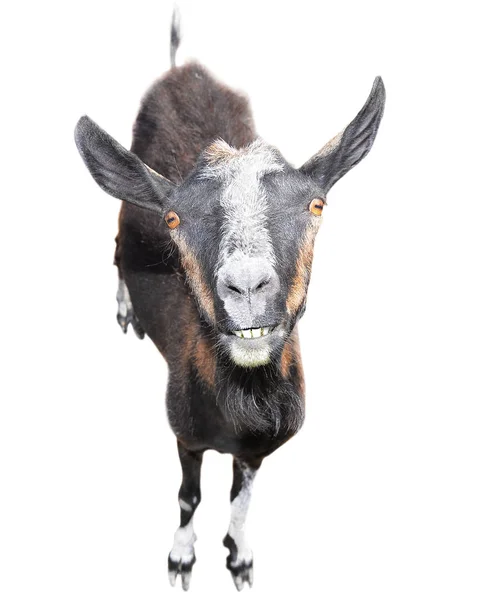 Bruin geit geïsoleerd op een witte achtergrond. Geit met een grappige snuit en grote tanden te kijken naar de camera. Boerderijdieren. Volledige lengte van de geit geïsoleerd close-up. — Stockfoto