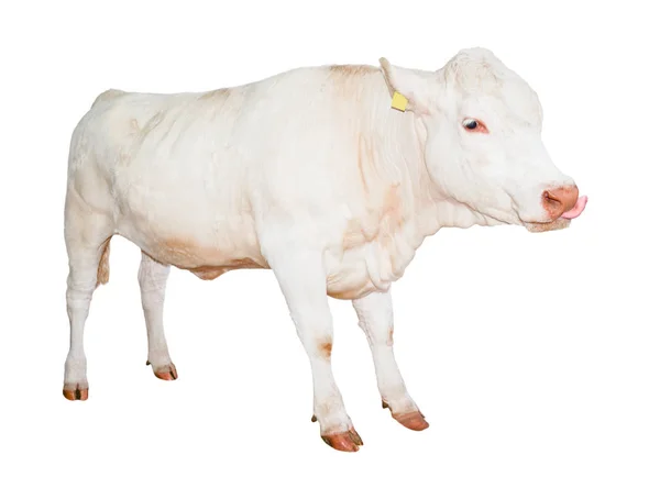 Hermosa vaca blanca joven aislada sobre fondo blanco. Vaca de cuerpo entero. Animales de granja. Ganado vacuno aislado en blanco . — Foto de Stock