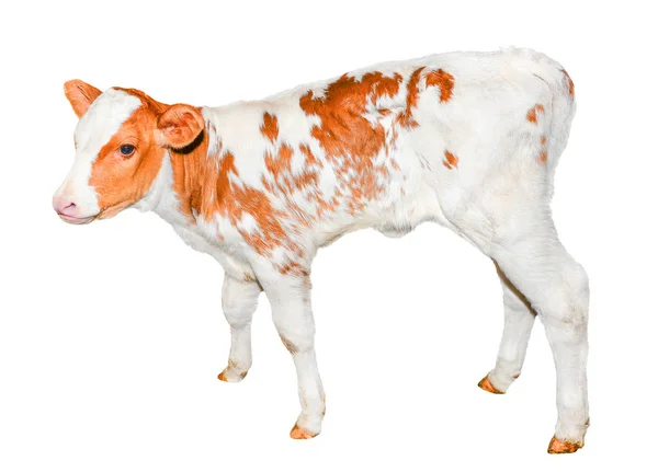 Hermosa pantorrilla manchada roja y blanca aislada en blanco. Divertido vaca roja pequeña longitud completa aislado en blanco. Animales de granja. El ternero cumplió dos semanas. — Foto de Stock