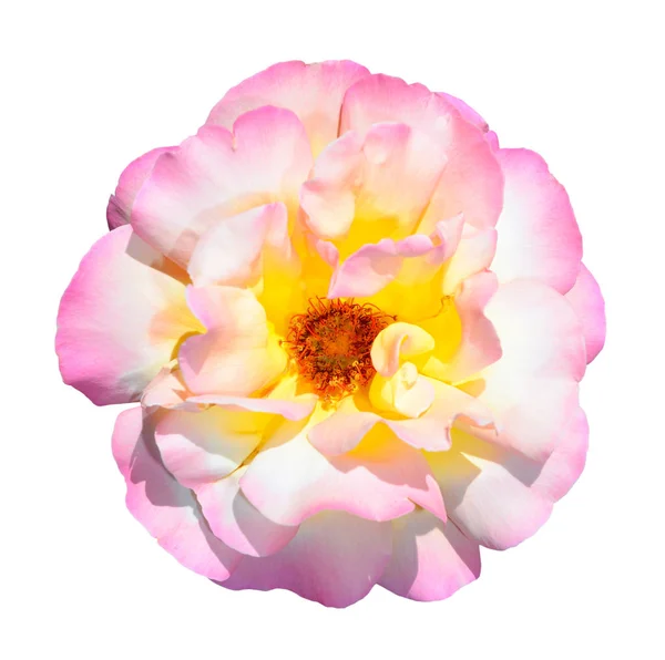Rosa, branco e amarelo rosa isolado sobre fundo branco. Totalmente aberto rosa doce flor cabeça isolada no fundo branco. Concentração profunda. Tender rosa rosa cabeça de perto . — Fotografia de Stock
