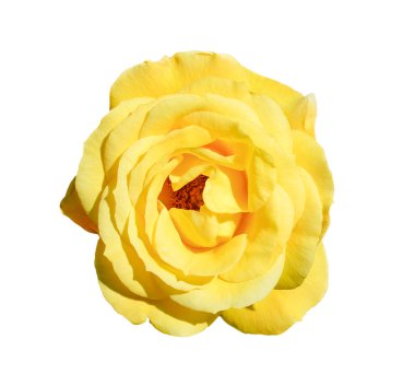 Beyaz arka plan üzerinde izole Sarı gül. Tam beyaz arka plan üzerinde izole yumuşak tea gül çiçek baş açık. İhale Sarı Gül kafa yakın çekim.