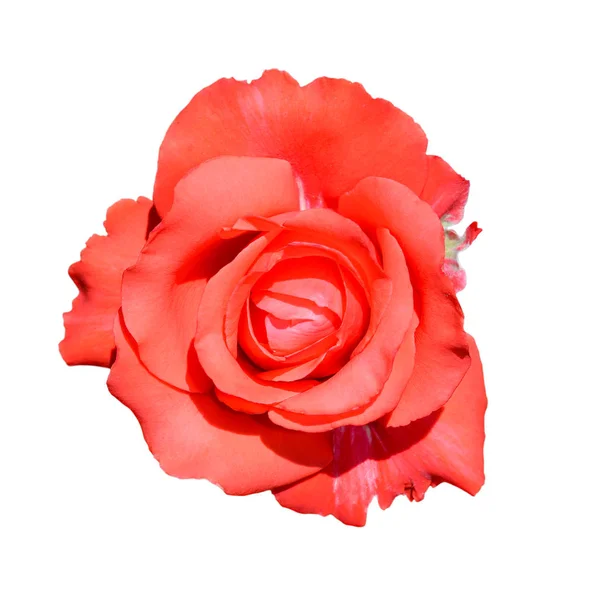 Scarlet rose isolerad på vit bakgrund. Öppna helt mild rosa ros blomma huvudet isolerad på vit bakgrund. Anbud rosa ros huvud närbild. — Stockfoto