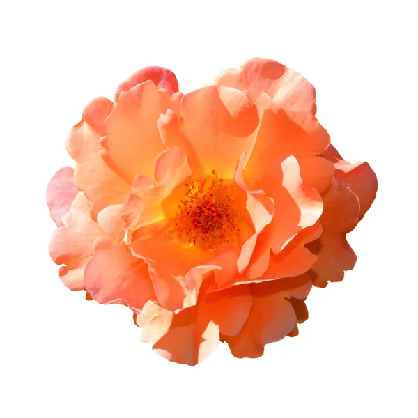 Rosa arancione brillante isolata su sfondo bianco. Completamente aperto rosa delicato testa di fiore isolato su sfondo bianco. Rosa tenera testa di rosa da vicino . — Foto Stock