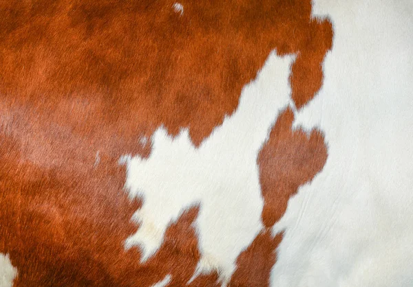 Texture d'un manteau de vache marron tacheté. Peau de vache aux cheveux blancs et roux - véritable fourrure naturelle, espace libre pour le texte. Gros plan sur le cuir de vache. Texture fourrure brune et blanche - fond abstrait — Photo