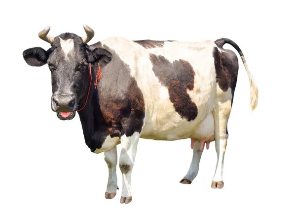 Vaca blanca y negra con una divertida lengua rosa aislada sobre fondo blanco. Manchado vaca divertida longitud completa aislado en blanco. Animales de granja — Foto de Stock