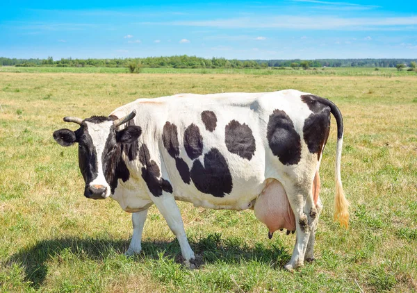 Close-up portret van koe met een grote uier op de achtergrond van de groene weide. Mooie grappige koe graast op koe boerderij grote nieuwsgierig zwart-wit koe staren naar de camera op natuurlijke achtergrond — Stockfoto