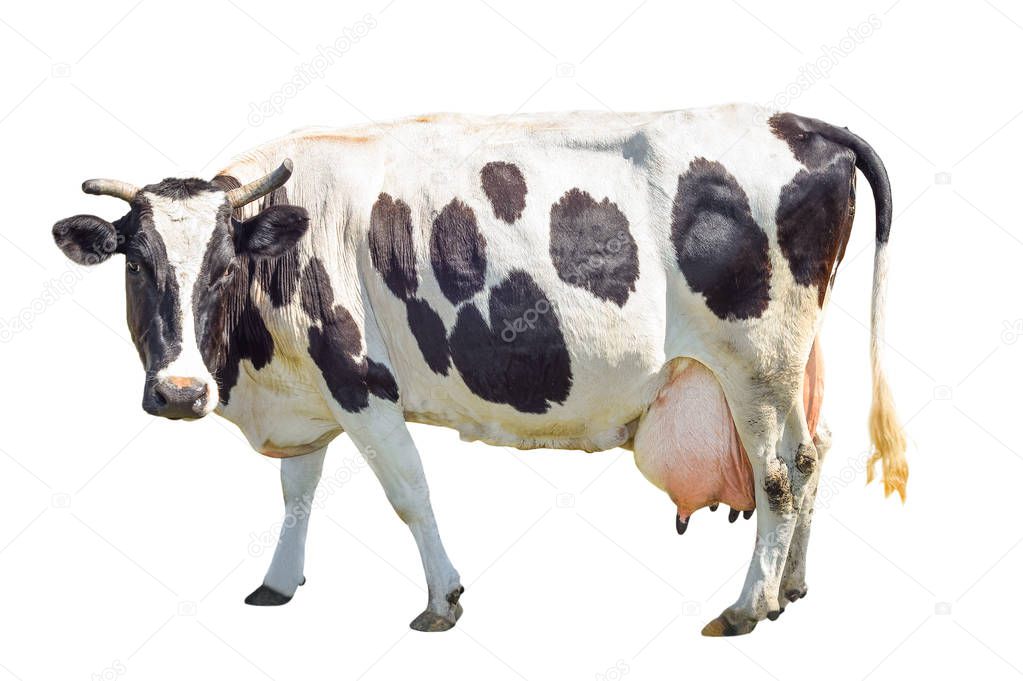 Black and white cow with a large udder isolated on white background. Spotted funny cow full length isolated on white. Farm animals