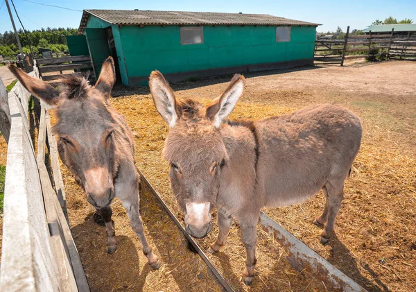 Dois burros cinzentos engraçados na quinta dos burros. Dois burros a olhar para a câmara. . — Fotografia de Stock