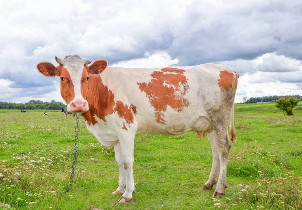 Profiel van:: koe op de achtergrond van de heldere groene veld. Grappige koe op de boerderij van de koe. Jonge rode en witte gevlekte kalf staren naar de camera. — Stockfoto