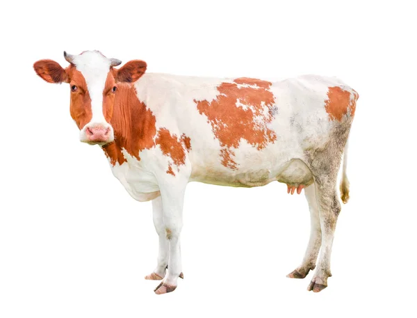 Mooie jonge koe geïsoleerd op wit en loking in camera. — Stockfoto