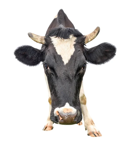 Funny kráva tlama zblízka. Hospodářská zvířata. — Stock fotografie