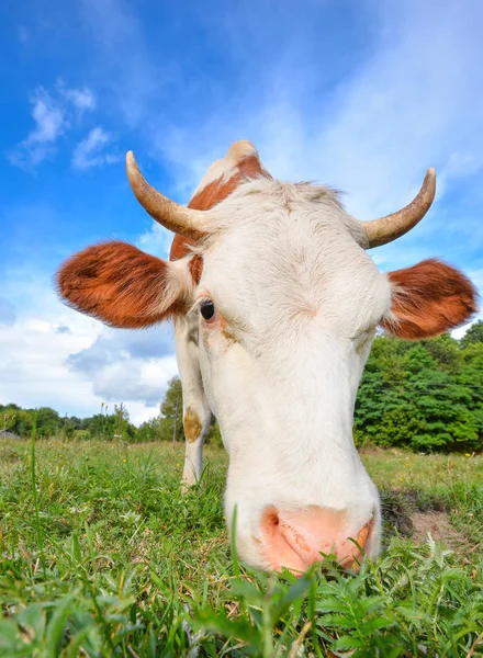 Çok komik inek doğruca kameraya bakarak büyük namlu ile. Çiftlik hayvanları. Komik şirin kırmızı ve Beyaz benekli inek ile parlak yeşil çim sahada.