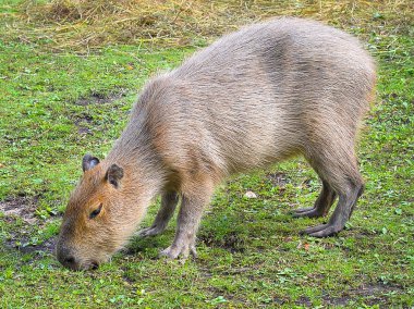 Capibara portret yakın çekim