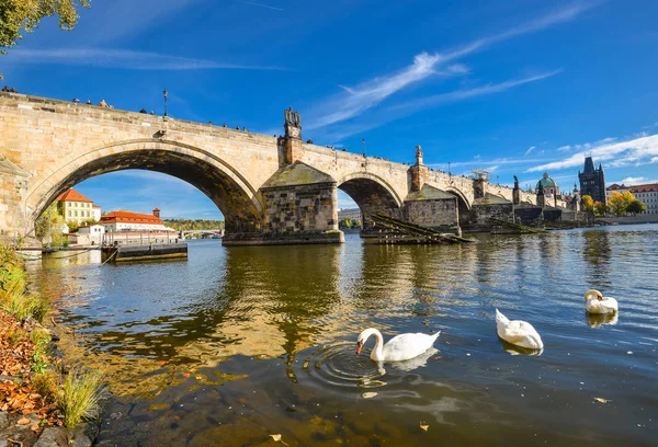 Praha, Česká republika - 10 října 2017: nádherná zdola nahoru pohled na starověké Karlův most, Vltavy a hejno labutí, klidné modré nebe Praha, Česká republika — Stock fotografie