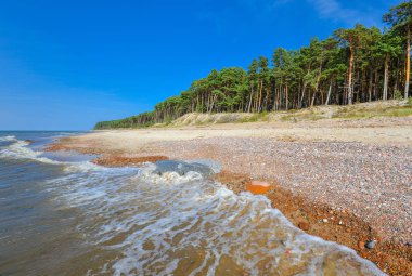 Baltık Denizi manzarasına güzel yaz kumlu plajı ve çam ormanı, Curonian Spit, Klaipeda, Litvanya çakıl. Fırtınalı denizde ve insanlar olmadan ıssız bir kumsal. Manzara.